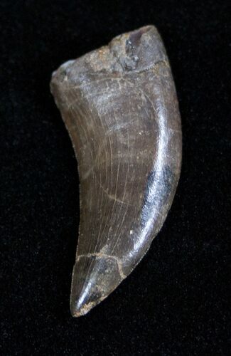 Extremely Rare Marshosaurus Tooth - Dana Quarry #1684